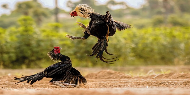 Hiểu rõ thuật ngữ đá gà quan trọng